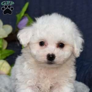 Hopper (Tiny), Bichon Frise Puppy